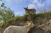 Walking with Our Rescue Donkeys