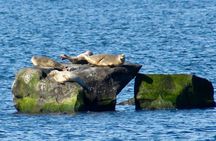 75 Minute Seal Watching Tour from Wickford