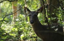Jeep safari (4-5 hrs., Sharing) inside Chitwan National Park.