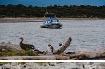 Ushuaia: Penguins Tour by boats from Puerto Almanza with Snack