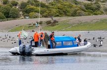 Ushuaia: Penguins Tour by boats from Puerto Almanza with Snack