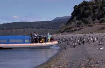 Ushuaia: Penguins Tour by boats from Puerto Almanza with Snack