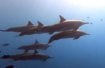 Guided Shore Dive or Refresher Dive