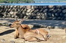 Miyajima Half-Day Private Experience with a Local