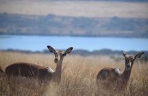 Durban Shore Excursion: Private Small Group Tala Game Reserve