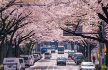 Tokyo Private Sightseeing Tour with English Speaking Chauffeur