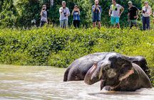 An Afternoon with the Elephants at Phuket Elephant Sanctuary