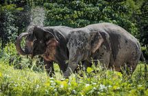 An Afternoon with the Elephants at Phuket Elephant Sanctuary