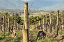 Melbourne Yarra Valley Wineries Explore Private Tour