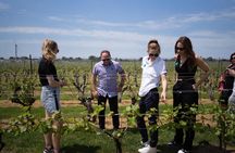 Wine Tour with Lunch in Niagara-on-the-Lake