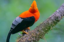 Mindo Cloud Forest Day Trip from Quito