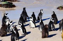 Half Day shared Tour Boulders Beach and Swimming