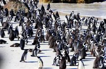 Cape Peninsula Private Tour Include Park Fees