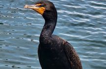 Afternoon Crystal River Ecological Boat Tour