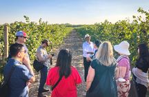 3-Day 2-Nignt Wine Taste Through China's Wine Region of Ningxia