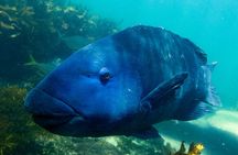 Snorkeling To Discover Sydney's Underwater Wonders