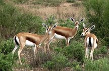 safari wildlife viewing