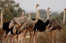 safari wildlife viewing