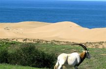 safari wildlife viewing