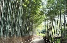 Half Day Kyoto Sagano Bamboo Grove & Arashiyama Walking Tour