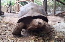 Private tour Stone Town , Prison Island & land turtle