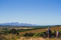 Stellenbosch Family Cycle Tour