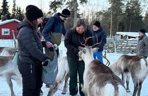 Authentic Reindeer Experience and Ice Fish with Lunch in the Wild