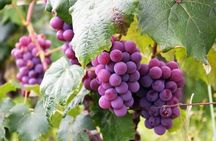 Lavish Rhodes: 11-Course Lunch, Wine Tasting & Culinary Session