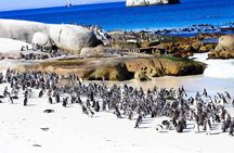 Half Day shared Tour Boulders Beach and Swimming