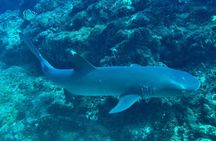 Snorkeling on Canyon Island