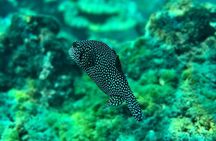 Snorkeling on Canyon Island