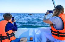 Whale Tour c/ Certified Guide, Photos & Hydrophone