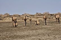 Danakil Depression Tigray Rock Hewn Churches 5 Days Tour 