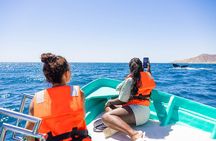 Whale Tour c/ Certified Guide, Photos & Hydrophone