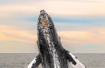 Whale Tour c/ Certified Guide, Photos & Hydrophone