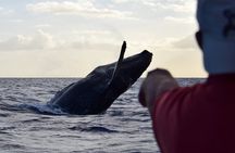 Whale Watching Adventure -Speed Boat & Small Group