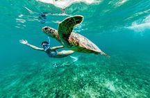 Private Turtle Canyon Snorkel Tour - Up to 6 Passengers