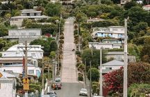 Discover Wild Scene Tours Dunedin 