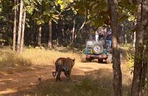 Ranthambore Official Guided Tiger Safari in Sharing Canter