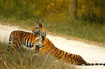Ranthambore Official Guided Tiger Safari in Sharing Canter