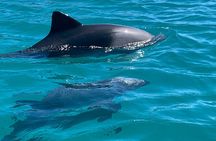 Two Hours Kayaking in Hout Bay