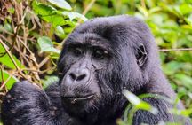 One Day Gorilla Tracking Tour In Uganda