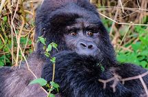 One Day Gorilla Tracking Tour In Uganda