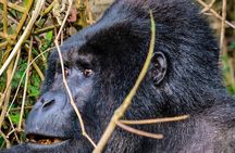 One Day Gorilla Tracking Tour In Uganda