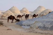  Black and White Desert 2 Days and 1 Night Camping Bahariya Oasis