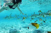 Bora Bora Full Day Snorkeling with Lunch