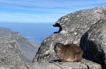 African Wonder of Nature Table Mountain Hike.