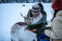 Reindeer Sledding, Feeding And Sami Culture At Reindeer Farm