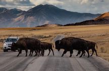 Private Wildlife and Scenic tour on Antelope Island