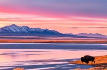 Private Wildlife and Scenic tour on Antelope Island